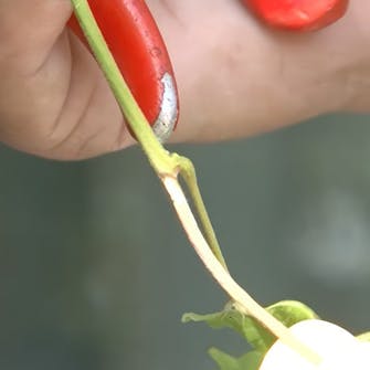 beskæring af blåregn beskæring af blåregn